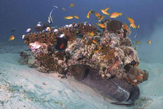 Giant Moray (Gymnothorax javanicus) and group of sea goldie (Pseudanthias squamipinnis), stony corals, Marsa Shuna dive site, Red Sea, Egypt