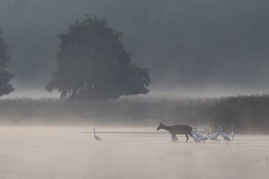 On its way through a pond, the red deer (Cervus elaphus) encounters a group of hunting great egrets (Ardea alba), encounter, morning mist, mystical, rutting season, deer rutting, September, Germany