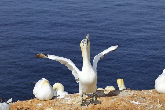 Northern gannet (Morus bassanus) Old bird flapping its wings in anticipation of its mate, Heligoland, Lower Saxony, Germany