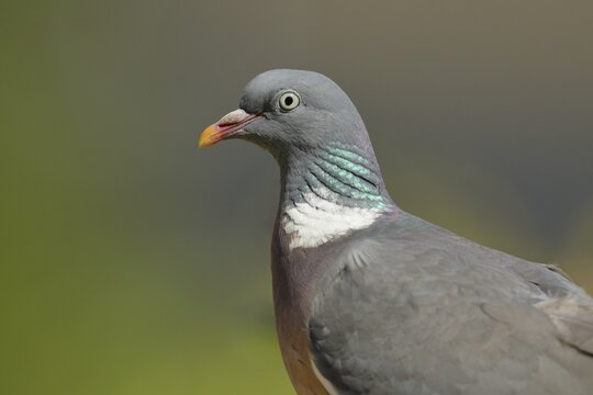 Common wood pigeon (Columba palumbus), animal portrait, North Rhine-Westphalia, Germany