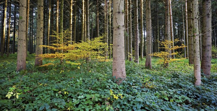 Yellow colored beech trees standing in pine forest, Lindenberg, Freiamt, Canton of Aargau, Switzerland