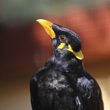 Beo (Gracula religiosa) bird (Gracula indica), occurring in the mountainous regions of South Asia and Southeast Asia, portrait photograph, animal portrait, captive, Hesse, Germany