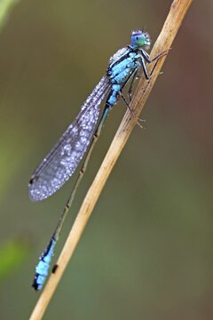 Eurasian Bluet (Coenagrion spec.) covered with dew drops