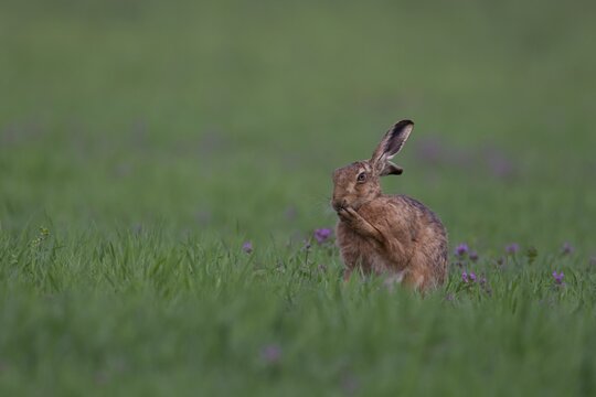 European brown hare (Lepus europaeus) adult washing its face in a cereal field, Suffolk, England, United Kingdom