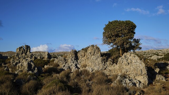 Morning light, rocky landscape with tree under clear sky, appears calm and secluded, Rodopou Peninsula, Rodopou, West Crete, Greek Islands, Greece
