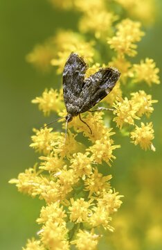 Anthophila Fabriciana, brown spreader wing butterfly, stinging nettle butterfly, common nettle tap, round-fronted moth, spreadwing nettle moth, butterfly, high size, portrait, insects, butterflies, butterflies, butterflies