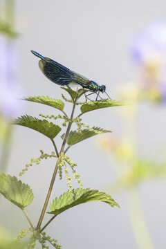 Banded demoiselle (calopteryx splendens), male, sitting on goutweed leaf, Hesse, Germany