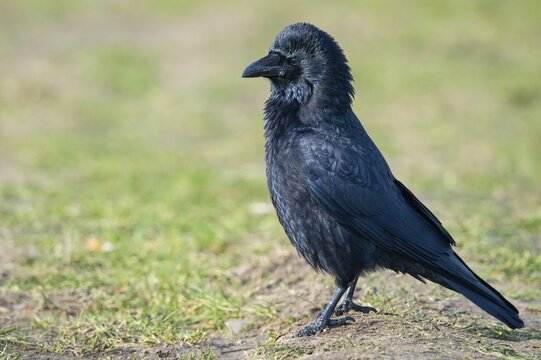 Carrion crow (Corvus corone), Lembruch, Lower Saxony, Germany