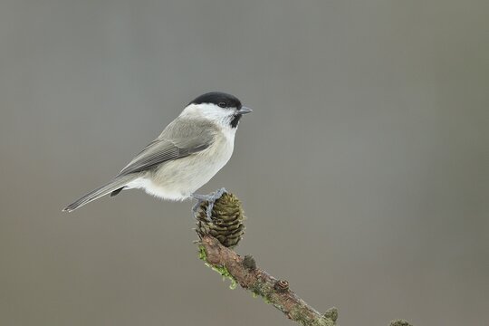 Willow tit (Parus montanus) sitting on cones of a larch (Larix), Wilden, North Rhine-Westphalia, Germany