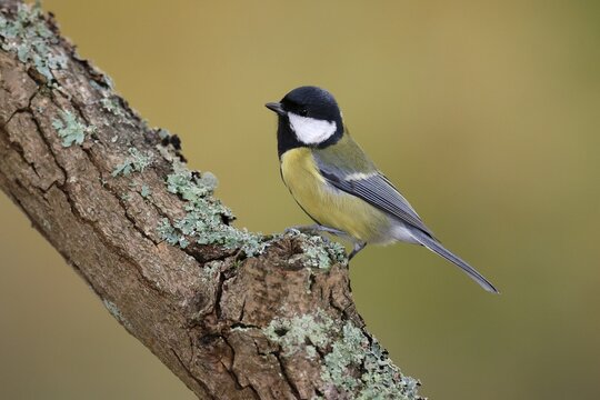 Great tit (Parus major) on a branch, wildlife, Germany