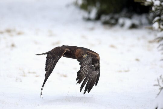 Golden eagle (Aquila chrysaetos), adult flying in the snow, in winter, Zdarske Vrchy, Bohemian-Moravian Highlands, Czech Republic