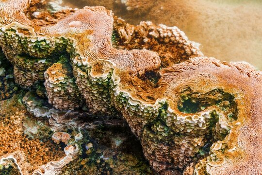 Detail photo, hot spring with orange mineral deposits and algae, Palette Springs, Upper Terraces, Mammoth Hot Springs, Yellowstone National Park, Wyoming, USA