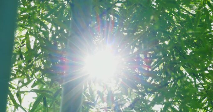 木漏れ日に照らされる美しい竹林と笹の葉の自然風景