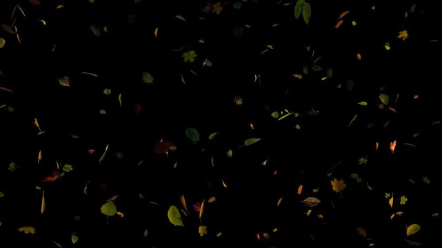 Falling autumn leaves realistic.3D rendering.Element footage with alpha channel