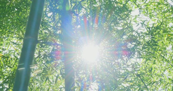 木漏れ日に照らされる美しい竹林と笹の葉の自然風景