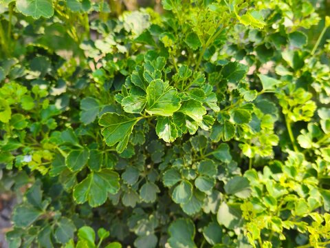 fresh green Polyscias foliage growing in garden, featuring lush leaves texture, ideal for botanical background, ornamental plant concept, nature backdrop, and garden stock photo