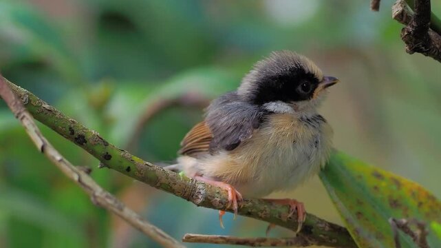 Close up of a cute fluffy fledgling bird perched on a thin green branch with a natural bokeh background