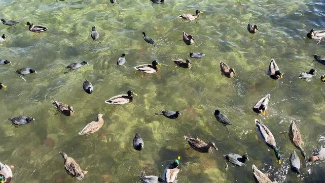 Ducks on a Lake in Lake Arrowhead, CA 