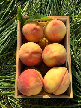 Peaches ripe sweet juicy fruits vertical