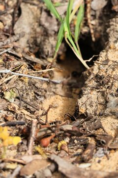 Inch Ant (Myrmecia pyriformis) removing sand from nest construction, South Australia