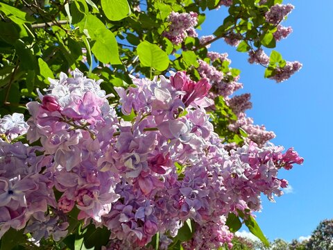 Lilac spring blossoms pink violet flowers