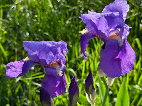 Purple bearded irises flowers iris germanica