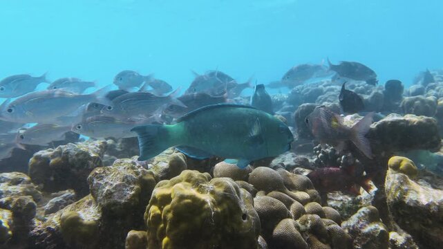 A beautifully vibrant blue Captain Parrotfish swimming over coral the crystal clear blue waters of a tropical reef lagoon in the Maldives, in the north central Indian Ocean. Captured in slow motion.
