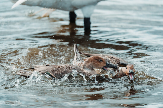 Pintail ducks squabbling in rippled lake water