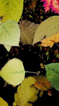 Breezy autumn leaves flying at the lens and sticking until they cover the screen in a 3D animated stock clip with a transparent alpha background, ready to overlay.