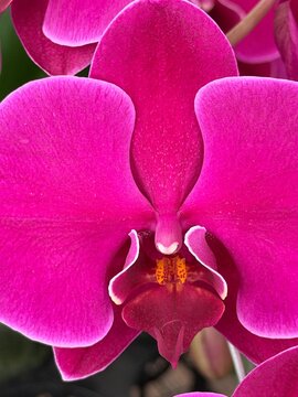 Close up of vibrant magenta Phalaenopsis orchid flower blooming, botanical macro nature background for floral design use case