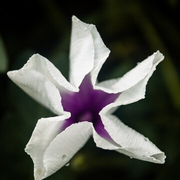 White and purple sweet potato flower ipomoea batatas blooming in the garden macro shot