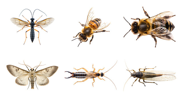 Set of various flying and crawling insects including honey bee wasp moth earwig and other bugs isolated on transparent background for nature education and science projects collection diverse