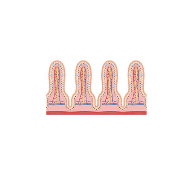 Digestive Epithelium Anatomy Vector Illustration Showing the Specialized Epithelial Cell Layer Lining the Gastrointestinal Tract, Including Absorptive Cells, Goblet Cells, Microvilli, and Mucus-Secret