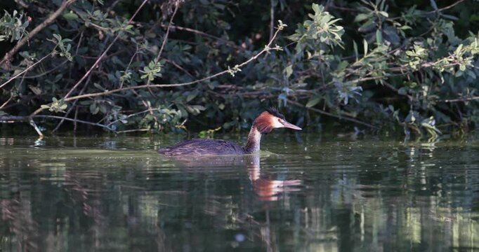 Great crested grebe adult swimming along reeds illuminated by sunset sunlight and then dives underwater slow motion