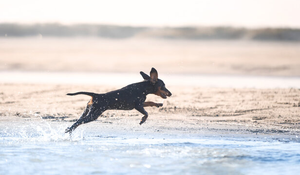 miniature pinscher and pomsky on beach