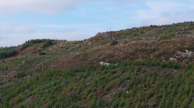 Aerial view of deforested hillside with young tree saplings replanted on mountain slope.