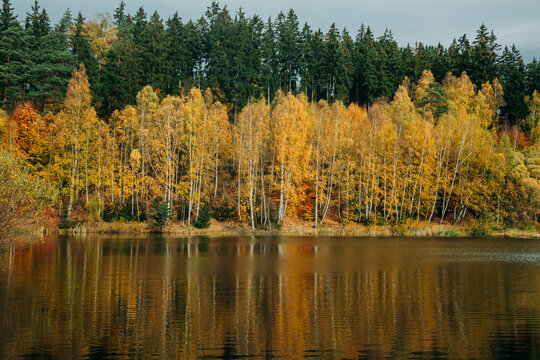 Golden autumn birch trees along lake shore, dark green forest reflection