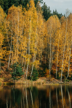 Golden autumn birch trees along lake shore, dark green forest reflection