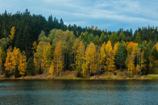 Golden autumn birch trees along lake shore, dark green forest reflection
