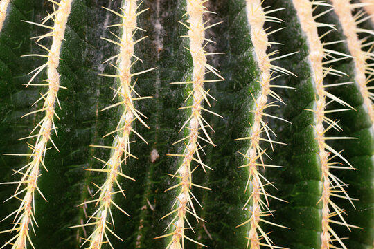 Close up of thorns of  'Echinocactus Platyacanthus' giant barrel cactus plant