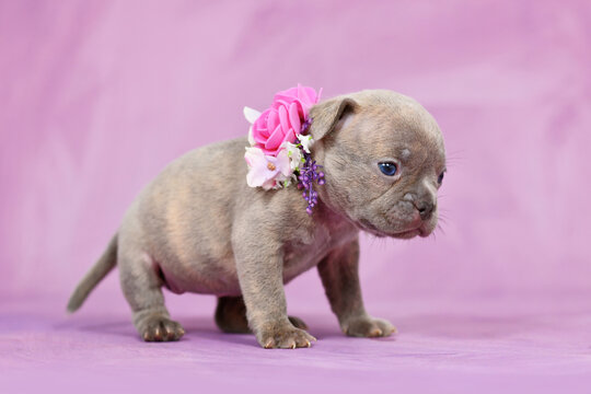 SMall purebred young Lilac Brindle French Bulldog puppy with healthy long nose and tail and flower collar on pastel pink background