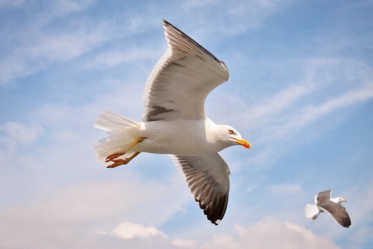 Flying European 'Larus Argentatus' Herring sea gull in sky with clouds