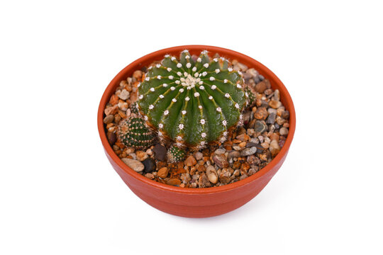 Small 'Echinopsis Hybrid' cactus plant in flower pot on white background