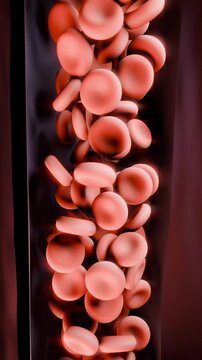Vertical video: Flowing red cells rotating and tumbling inside maroon vessel, camera approaching