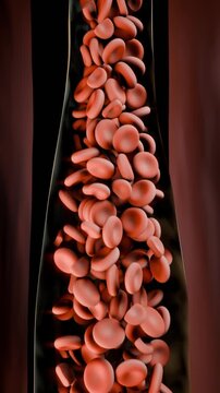 Vertical video: Flowing red cell column shifting, compacting in vessel during narrowing
