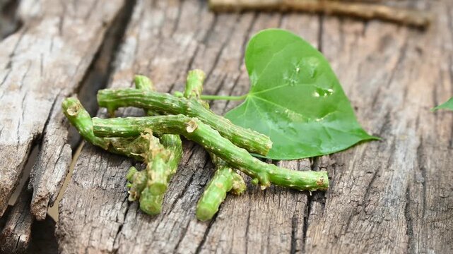 Fresh Heart-leaved moonseed (Tinospora cordifolia, guruchi, guduchi) with green leaf a rustic wooden background. medicine herbal