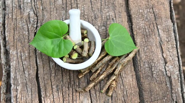Fresh Heart-leaved moonseed (Tinospora cordifolia, guruchi, guduchi) with green leaf a rustic wooden background. medicine herbal