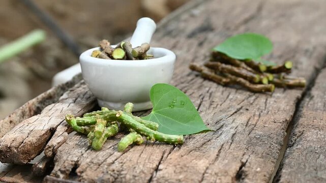Fresh Heart-leaved moonseed (Tinospora cordifolia, guruchi, guduchi) with green leaf a rustic wooden background. medicine herbal