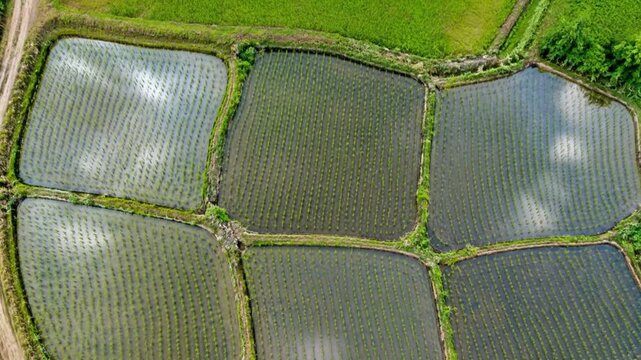 Aerial View of Flooded Rice Paddies