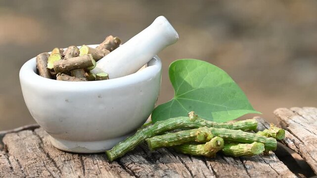 Fresh Heart-leaved moonseed (Tinospora cordifolia, guruchi, guduchi) with green leaf a rustic wooden background. medicine herbal